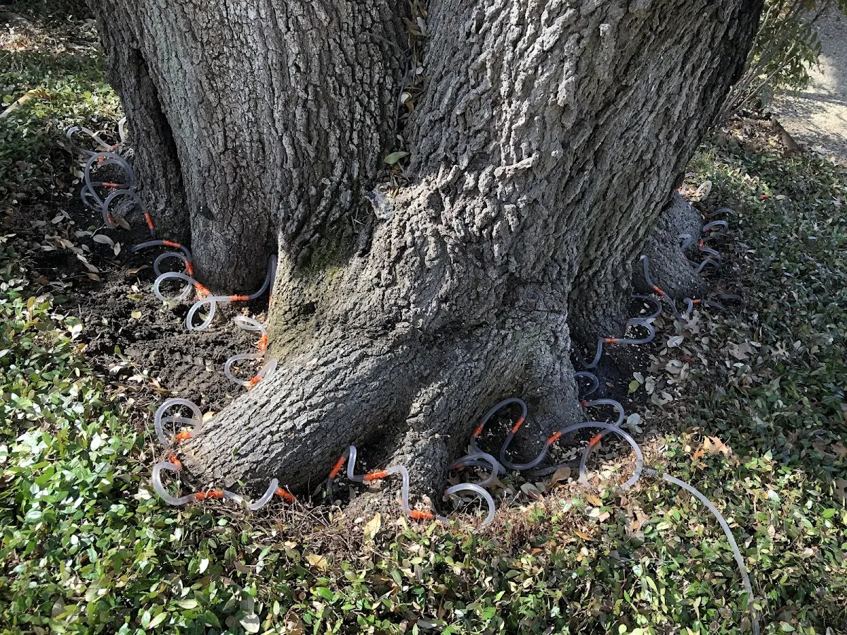 Detailed Tree Cabling and Bracing job site in South Easton