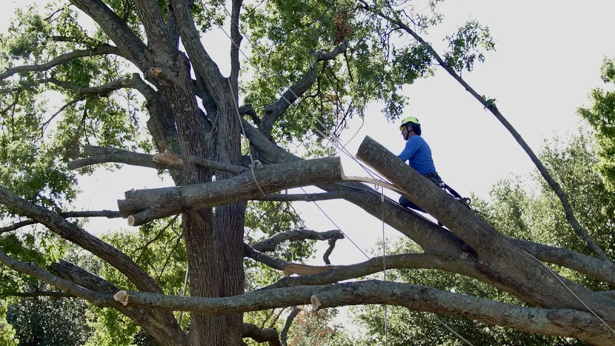 Professional Hazardous Tree Removal performed by certified arborists in South Easton