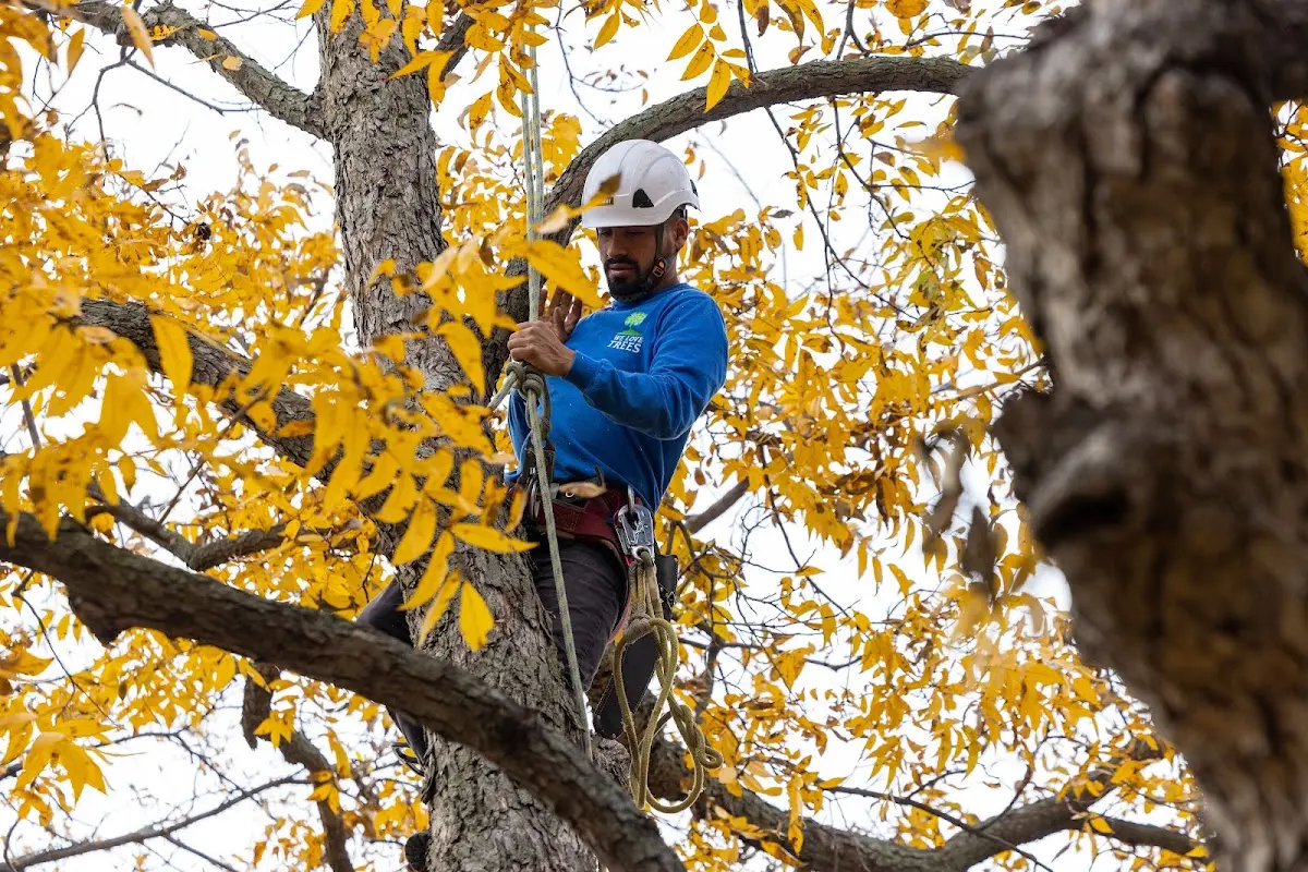 Skilled Tree Pruning crew working in South Easton