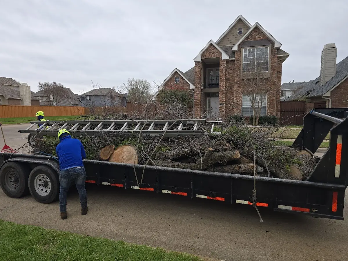 Expert Tree Removal with proper safety equipment in South Easton